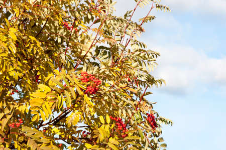 autumn leavesの写真素材