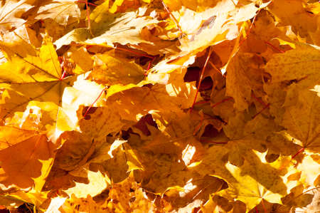 autumn leavesの写真素材