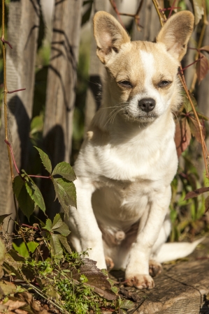 The dog manの写真素材