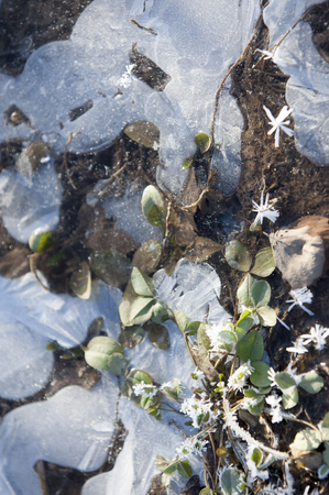 Hoarfrost on autumn grass. hoar frost green grass under autumn sun. colored autumn leaves covered with hoarfrost.の写真素材