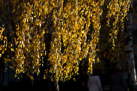 autumn leaves, photographed on the nature