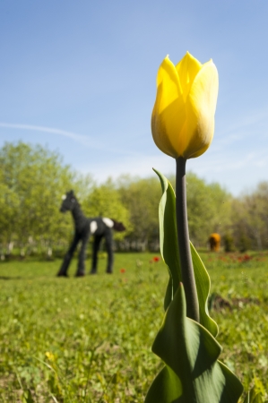 tulip. Beautiful bouquet of tulips. colorful tulips. tulips in spring sun. tulip in the fieldの写真素材