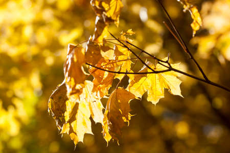 autumn leaves, photographed on the natureの写真素材