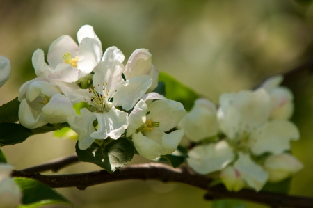 A blooming branch of apple tree in spring. photo of blossoming tree brunch with white flowers on bokeh green background. blossoming tree of an apple-tree. spring seasonの写真素材