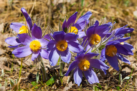 pasque flower, Pulsatilla patens. Pasqueflowers (Pulsatilla patens) on the field with grass. pasque...