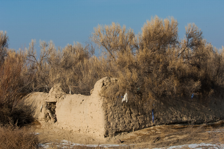 haloxylon. Saxaul tree in desert, spring morning, Kazakhstan, Haloxylon plants and sand dune. Shrub Saxaul (Haloxylon) grows in steppes of Central Asia, の写真素材