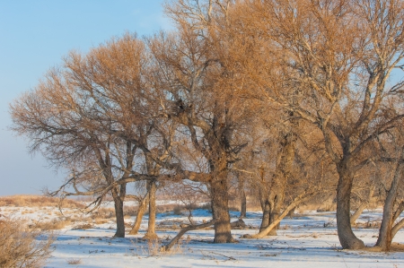winter steppe. Populus heterophylla. Swamp Cottonwood.  River Cottonwood.  Downy Poplar. Swamp Poplar.  Eastern Cottonwoodの写真素材