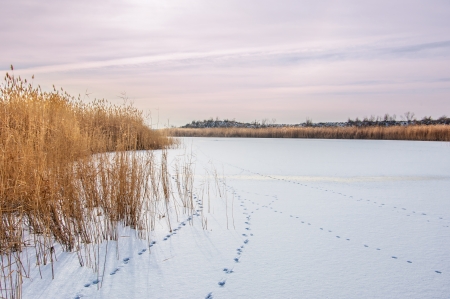 common reed.  is a large perennial grass found in wetlands throughout temperate and tropical regions of the world.の写真素材