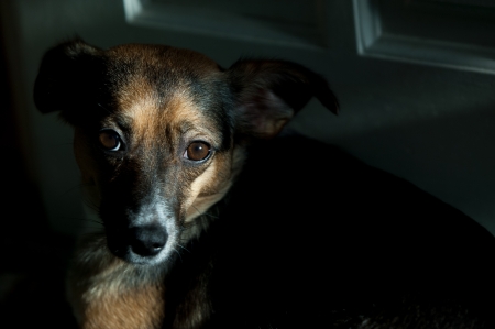 The dog man's best friend. cute mongrel dog sitting on grass
