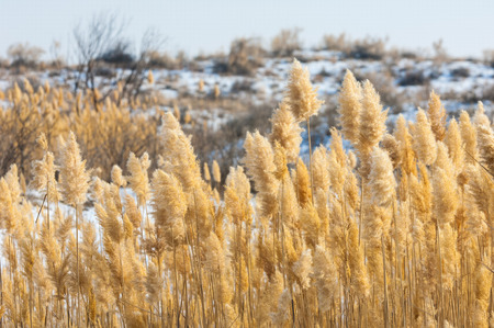common reed.  is a large perennial grass found in wetlands throughout temperate and tropical regions of the world.の写真素材