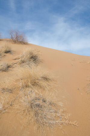 sand spring steppe. trees and sand on blue sky background. steppes of Kazakhstanの写真素材