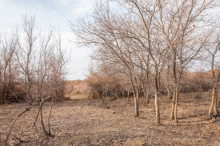 steppes of Kazakhstan, lonely tree in early spring. の写真素材
