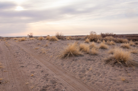 steppes of Kazakhstan, lonely tree in early spring. の写真素材