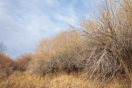 steppes of Kazakhstan, lonely tree in early spring. の写真素材