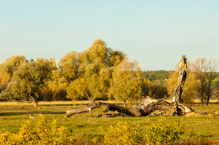 autumn Park. back end.  A landscape photo in late autumn. Late summer - early autumn. Space for text.の写真素材