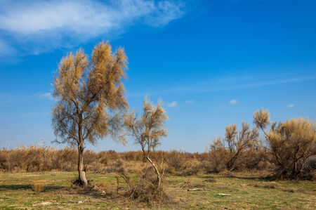 sand spring steppe. trees and sand on blue sky background. steppes of Kazakhstanの写真素材