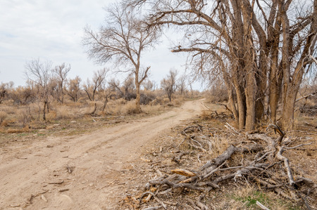 spring steppe. the nature wakes up after winter. last year's grass with trees in the desertの写真素材