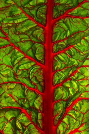 Beet leaf texture.  Leaf beet vitamin pantry. Ingredient for saladの写真素材