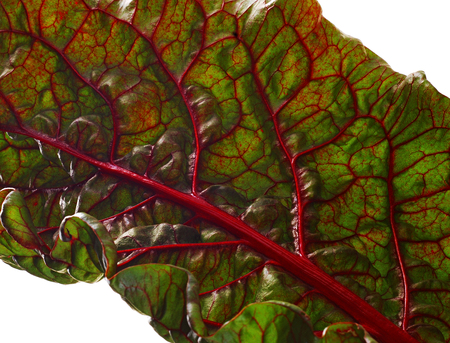 Beet leaf texture.  Leaf beet vitamin pantry. Ingredient for salad