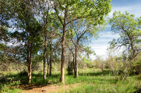 steppe, prairie, veld, veldt.  Crimea, the southern Russian steppes, the Kazakh steppes , and...