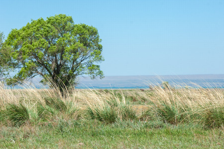 steppe in early summer