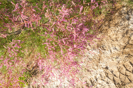 steppe, prairie, veld, veldt. Tamariske.  Bright shrub blooms in the desertの写真素材
