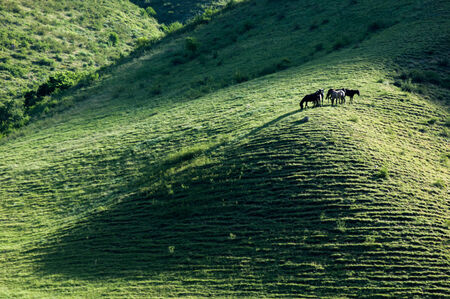 Tien Shan mountains. Assy plateau. Turgen gorge. Zailiyskoe Alatau, plateau Assy-Turgenの写真素材