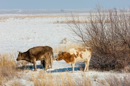 cow grazing in a meadowの写真素材