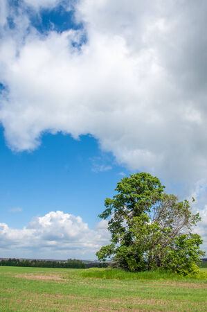 Summer landscape with green grass, road and cloudsの写真素材