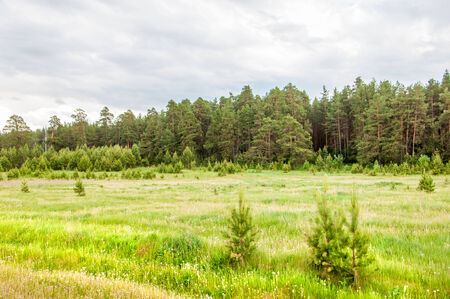 swamp summer. the swamp yellow flowers grow. Water covered with duckweedの写真素材