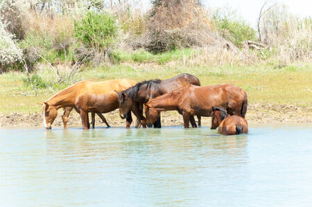 horse, equine, nag, hoss, hack, dobbin. a solid-hoofed plant-eating domesticated mammal with a flowing mane and tail, used for riding, racing, and to carry and pull loads.の写真素材