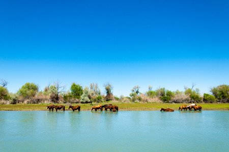 horse, equine, nag, hoss, hack, dobbin. a solid-hoofed plant-eating domesticated mammal with a flowing mane and tail, used for riding, racing, and to carry and pull loads.の写真素材