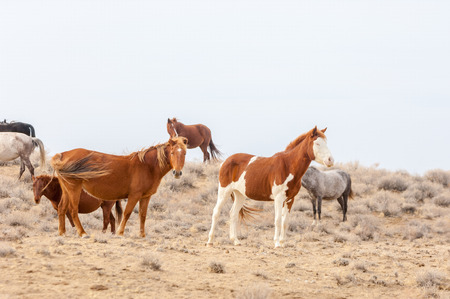 Horses graze in the bright sun, the yellow grassの写真素材