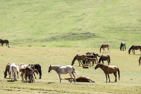 Horses in the mountains, equine, nag, hoss, hack, dobbin. a solid-hoofed plant-eating domesticated mammal with a flowing mane and tail, used for riding, racing, and to carry and pull loads.の写真素材