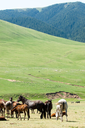 Horses in the mountains, equine, nag, hoss, hack, dobbin. a solid-hoofed plant-eating domesticated mammal with a flowing mane and tail, used for riding, racing, and to carry and pull loads.の写真素材