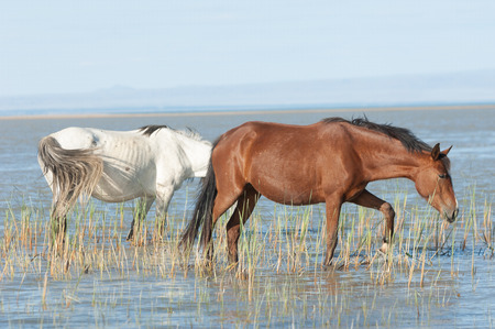 horse hoss  a solid-hoofed plant-eating domesticated mammal with a flowing mane and tail, used for riding, racing, and to carry and pull loads の写真素材