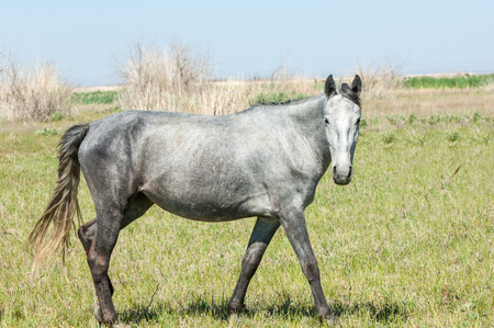 horse hoss  a solid-hoofed plant-eating domesticated mammal with a flowing mane and tail, used for riding, racing, and to carry and pull loads の写真素材