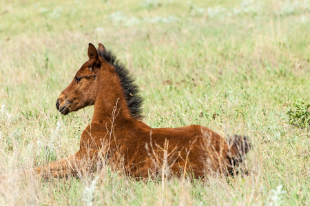 horse, knight, steed, courser, hoss  a solid-hoofed plant-eating domesticated mammal with a flowing mane and tail, used for riding, racing, and to carry and pull loads の写真素材