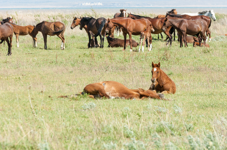 horse hoss  a solid-hoofed plant-eating domesticated mammal with a flowing mane and tail, used for riding, racing, and to carry and pull loads の写真素材