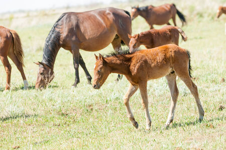 horse hoss  a solid-hoofed plant-eating domesticated mammal with a flowing mane and tail, used for riding, racing, and to carry and pull loads の写真素材