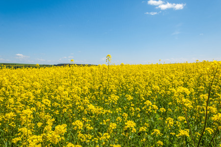 Fields and hills covered in bright yellow canola, colza or rapeseed flowers. Colorful blossom field of colza. の写真素材