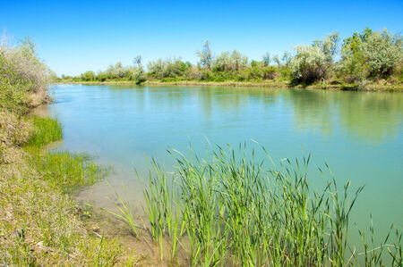 river reeds. Summer on the river bulrush