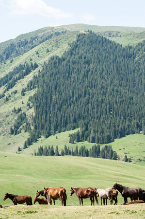 Horses in the mountains, equine, nag, hoss, hack, dobbin. a solid-hoofed plant-eating domesticated mammal with a flowing mane and tail, used for riding, racing, and to carry and pull loads.の写真素材