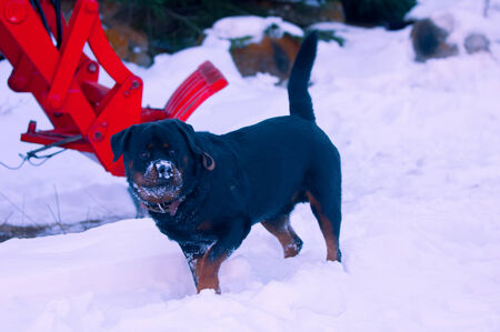 River in late autumn. A landscape photo in late autumn. sunrise over the river late autumn. winter landscape of southern Kazakhstanの写真素材