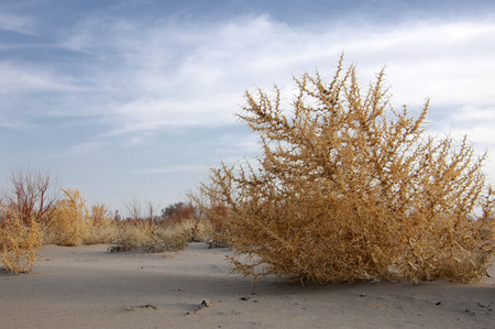 Lone tumble weed is wedged against a ripple of sand. Road in Taukum sands, の写真素材