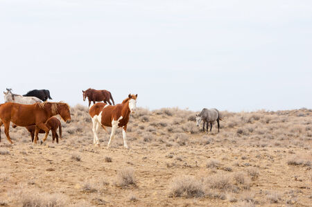 Horses graze in the bright sun, the yellow grassの写真素材