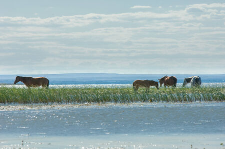 horse, knight, steed, courser, hoss  a solid-hoofed plant-eating domesticated mammal with a flowing mane and tail, used for riding, racing, and to carry and pull loads の写真素材