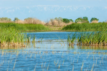 river reeds. Summer on the river bulrushの写真素材