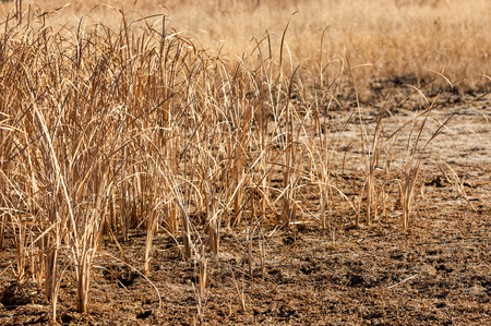 Steppe in the late autumnの写真素材