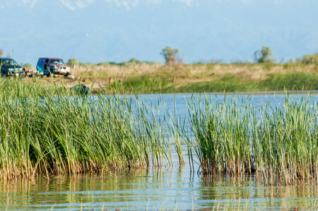 river reeds. Summer on the river bulrushの写真素材